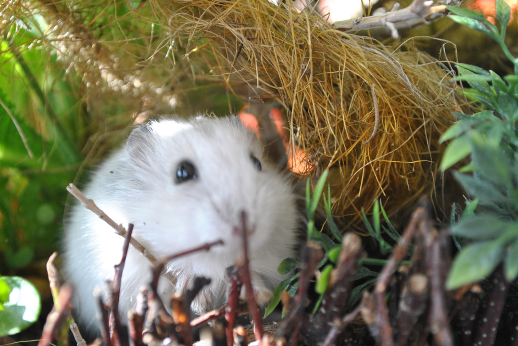 DSC_0103_JPG-1343475663