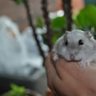 DSC_0936_JPG-1343475675