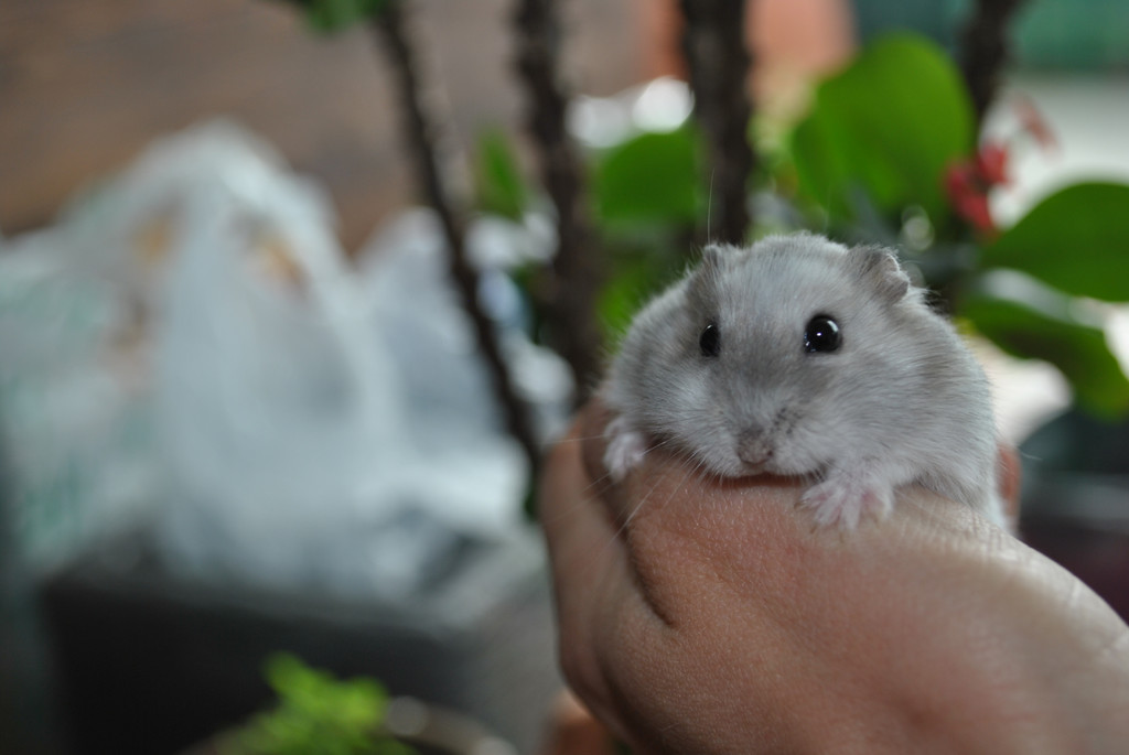 DSC_0936_JPG-1343475675