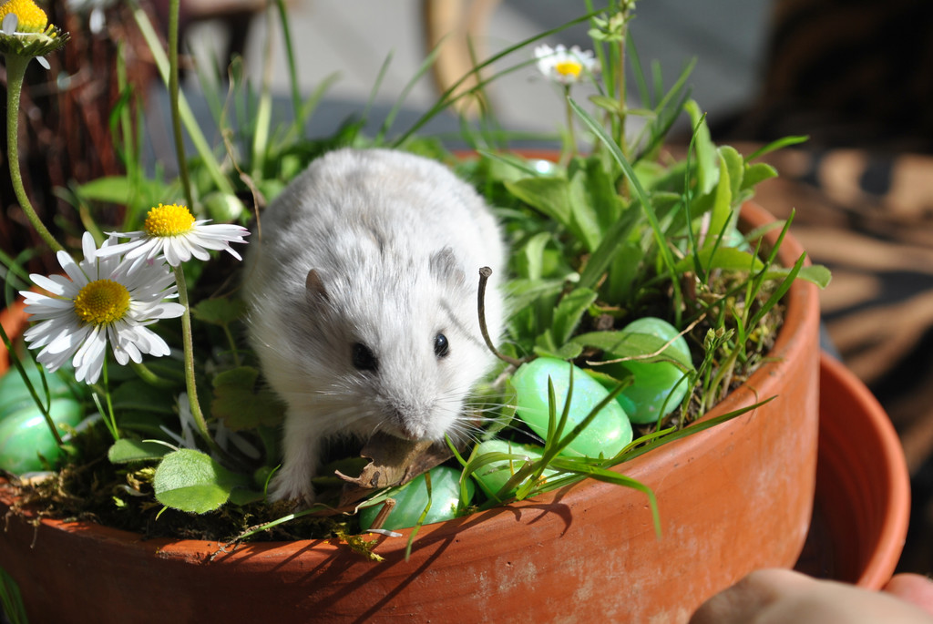 DSC_0137_JPG-1343476010