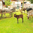 Kilbe Mellau 28-07-2012 88_jpg-1343568006