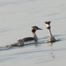 115_4664_JPG-1343596658