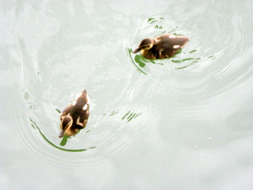 115_3342_JPG-1343596597