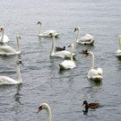 115_3340_JPG-1343596591