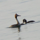 115_4663_JPG-1343596652