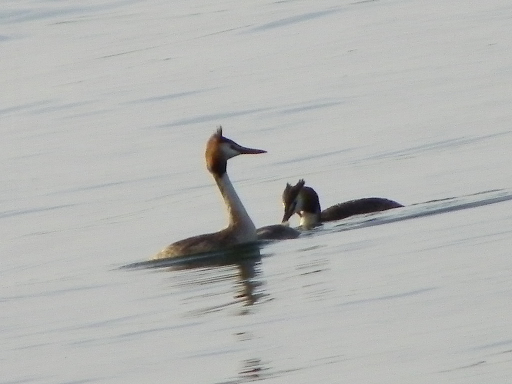 115_4663_JPG-1343596652