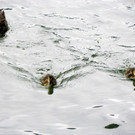 115_3348_JPG-1343596602