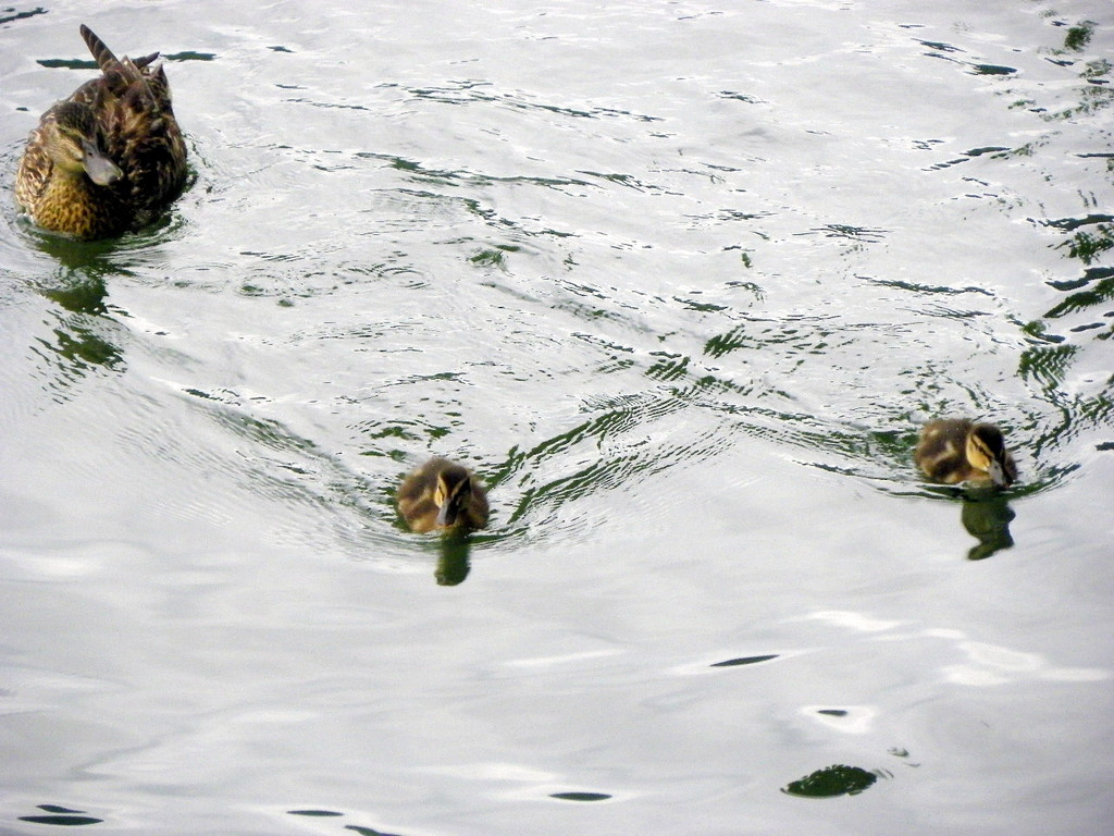 115_3348_JPG-1343596602