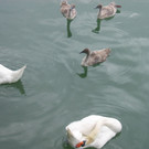 IMG_4811_JPG-1343597307