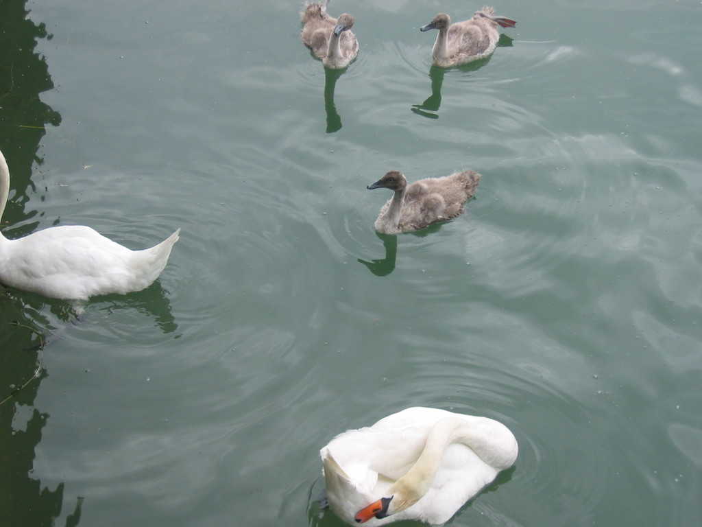 IMG_4811_JPG-1343597307