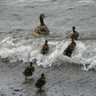 115_3810_JPG-1343596608