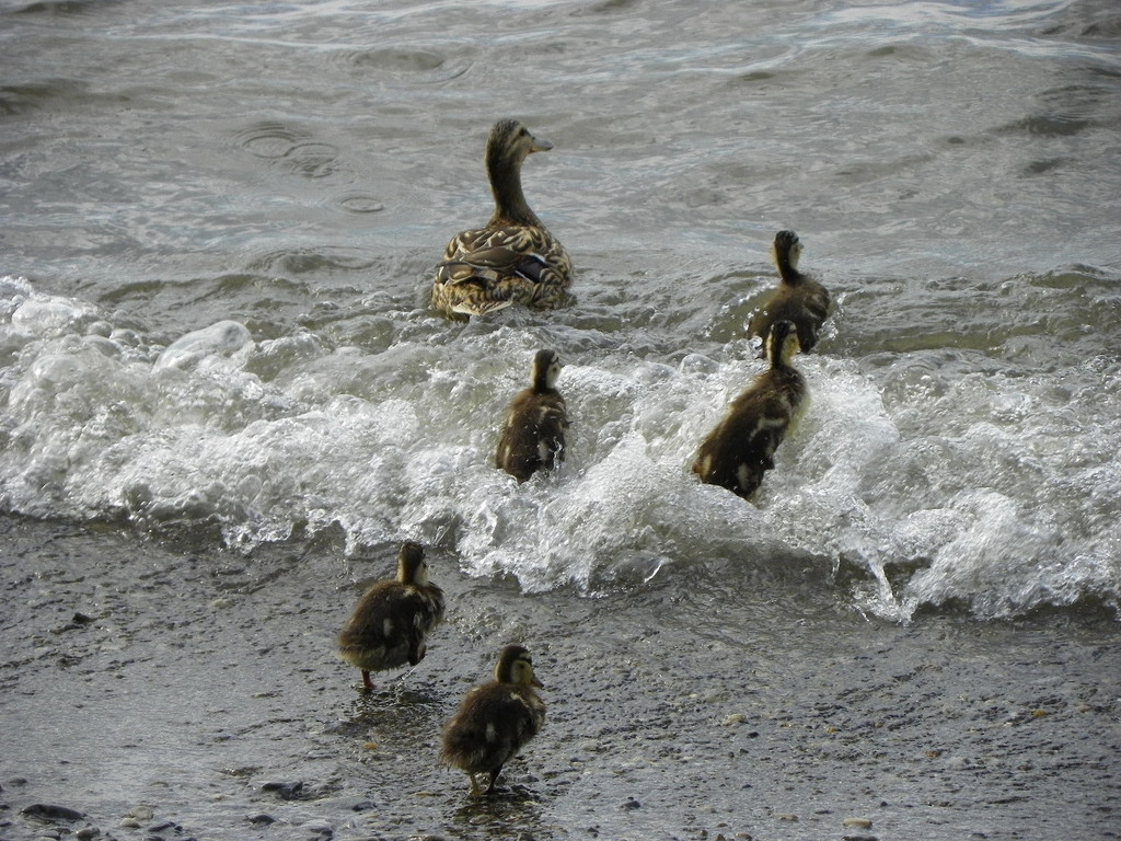 115_3810_JPG-1343596608