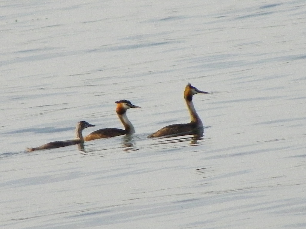 115_4646_JPG-1343596640