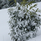 IMGP3196.JPG