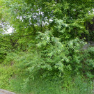 114_8026_JPG-1343738853