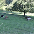 IMG_3186.JPG