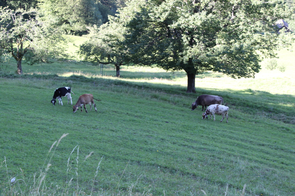 IMG_3186.JPG