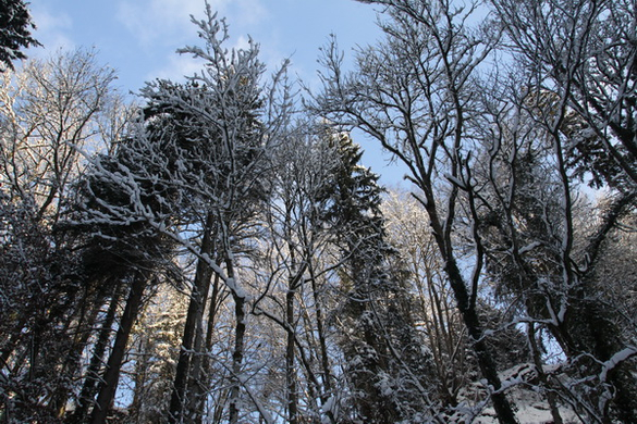 Winter - Eis - Frutz 010 197.jpg