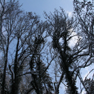 Winter - Eis - Frutz 010 200.jpg
