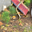 2012-08-03_Tierrettung-Neunkirchen_1200px _9_.JPG