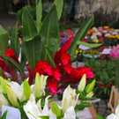 BK_Wochenmarkt_FK 25_jpg-1344113583