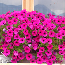 Ga__ner Alpe_ St_ Gerold - 4_8_2012 070_JPG-1344115016