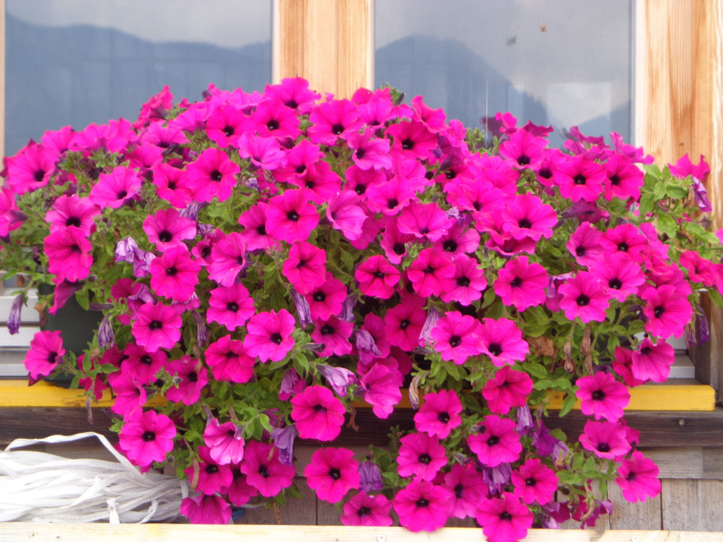 Ga__ner Alpe_ St_ Gerold - 4_8_2012 070_JPG-1344115016
