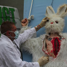 BK_VGTierversuche 8_jpg-1344116864