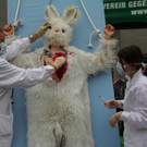 BK_VGTierversuche 9_jpg-1344116869