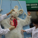 BK_VGTierversuche 12_jpg-1344116889