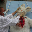 BK_VGTierversuche 15_jpg-1344116904