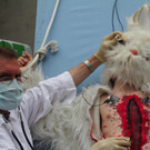 BK_VGTierversuche 16_jpg-1344116909