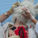 BK_VGTierversuche 17_jpg-1344116914