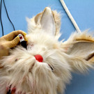 BK_VGTierversuche 20_jpg-1344116927