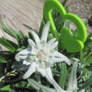 IMG_1133_jpg-1344175609