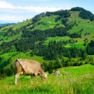 BK_Hoher_Kasten 27_jpg-1344199892