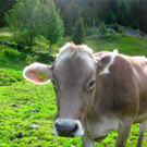 BK_Hoher_Kasten 29_jpg-1344199904