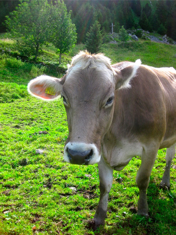 BK_Hoher_Kasten 29_jpg-1344199904