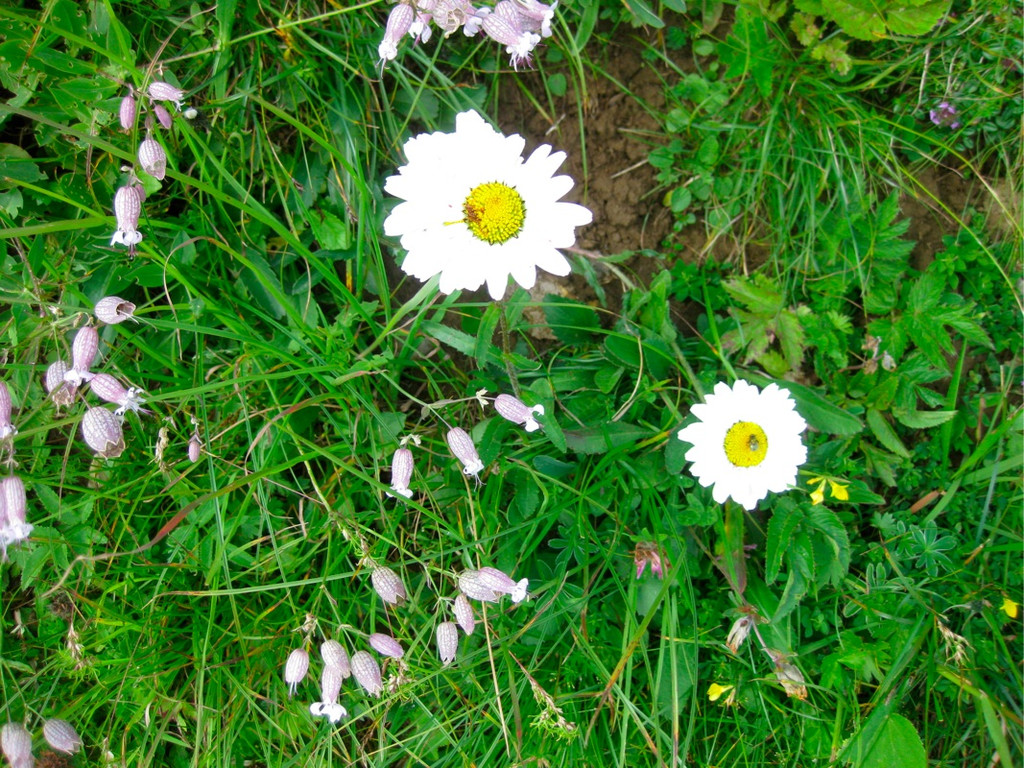 BK_Hoher_Kasten 46_jpg-1344200037