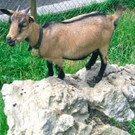 BK_Hoher_Kasten 64_jpg-1344200160