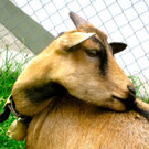 BK_Hoher_Kasten 65_jpg-1344200166