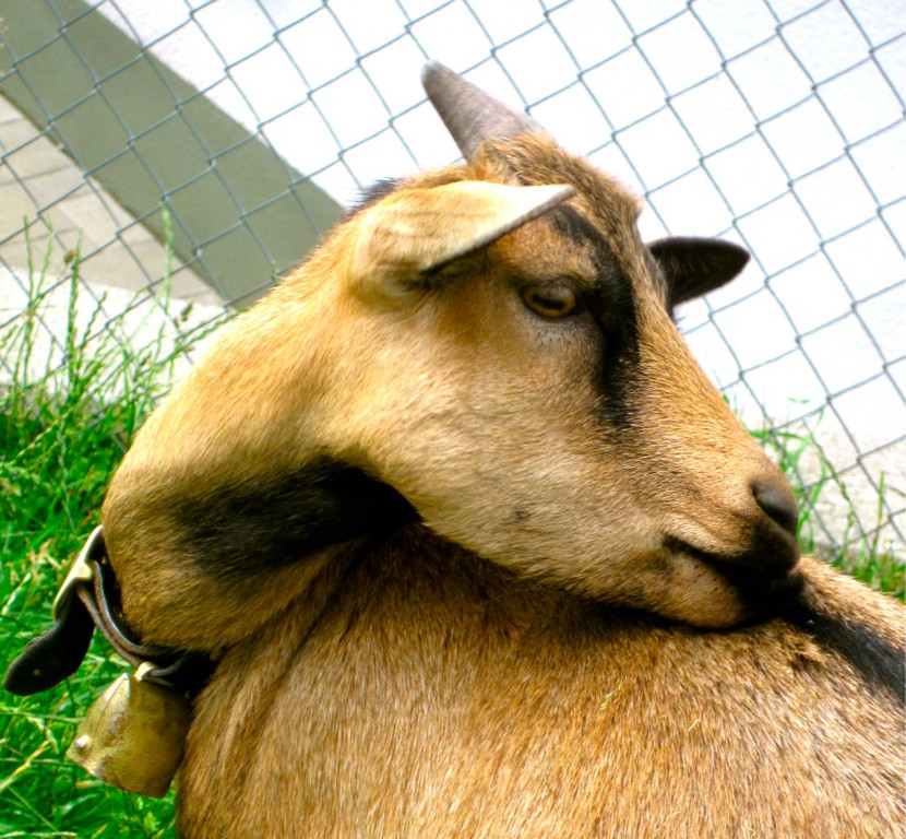 BK_Hoher_Kasten 65_jpg-1344200166