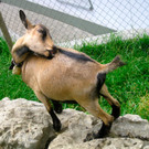 BK_Hoher_Kasten 66_jpg-1344200175