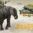 Elefantenbulle Tuluba feiert zweiten geburtstag in Schönbrunn