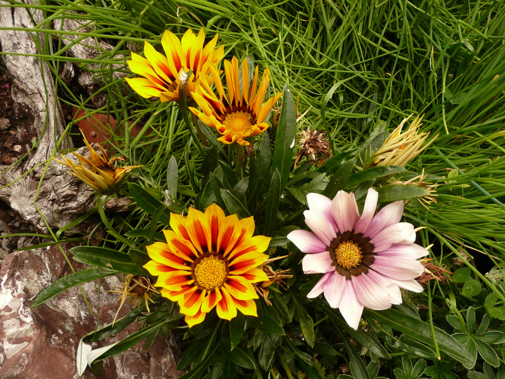 P1100132.JPG