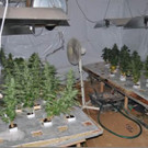 Cannabis-Plantage in St. Pölten entdeckt