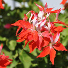 DSC_1322.jpg