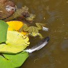 DSC_1347.jpg