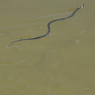 DSC_1447.jpg