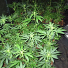 10_08_2012 PI Ebreichsdorf 1.jpg